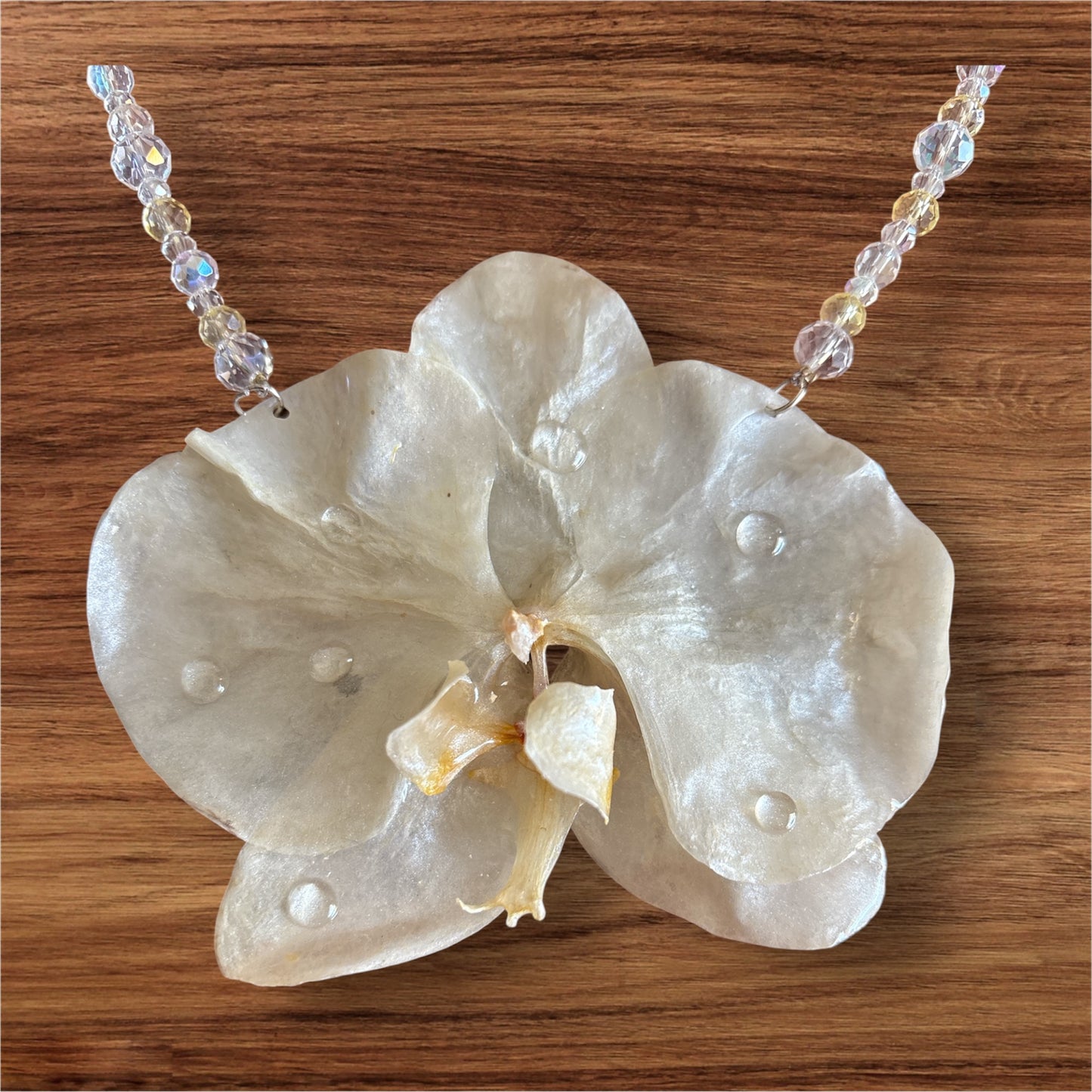 Eternal Pearl Orchid